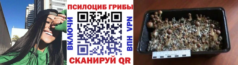 Галлюциногенные грибы Psilocybine cubensis  Разумное 